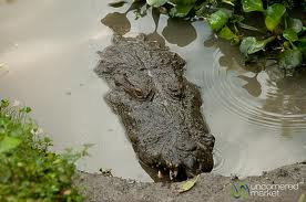 Krokodil bij meer